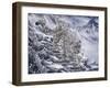 Snow Leopard-Jeff Tift-Framed Giclee Print