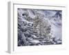 Snow Leopard-Jeff Tift-Framed Giclee Print