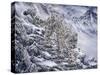 Snow Leopard-Jeff Tift-Stretched Canvas