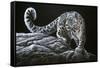 Snow Leopard-Jeremy Paul-Framed Stretched Canvas