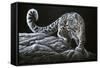 Snow Leopard-Jeremy Paul-Framed Stretched Canvas