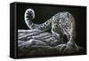 Snow Leopard-Jeremy Paul-Framed Stretched Canvas