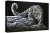 Snow Leopard-Jeremy Paul-Stretched Canvas