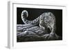 Snow Leopard-Jeremy Paul-Framed Giclee Print