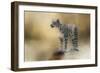 Snow Leopard-Jai Johnson-Framed Giclee Print