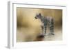 Snow Leopard-Jai Johnson-Framed Giclee Print