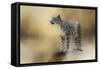 Snow Leopard-Jai Johnson-Framed Stretched Canvas