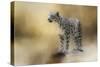 Snow Leopard-Jai Johnson-Stretched Canvas