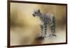 Snow Leopard-Jai Johnson-Framed Giclee Print