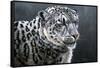 Snow Leopard-Jeremy Paul-Framed Stretched Canvas