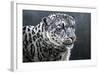 Snow Leopard-Jeremy Paul-Framed Giclee Print