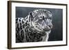 Snow Leopard-Jeremy Paul-Framed Giclee Print