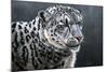 Snow Leopard-Jeremy Paul-Mounted Giclee Print