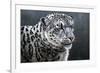 Snow Leopard-Jeremy Paul-Framed Giclee Print