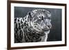 Snow Leopard-Jeremy Paul-Framed Giclee Print