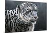 Snow Leopard-Jeremy Paul-Mounted Giclee Print