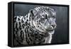 Snow Leopard-Jeremy Paul-Framed Stretched Canvas