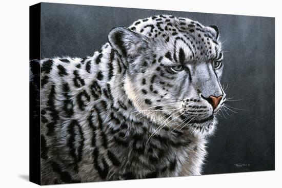 Snow Leopard-Jeremy Paul-Stretched Canvas