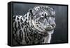 Snow Leopard-Jeremy Paul-Framed Stretched Canvas