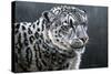 Snow Leopard-Jeremy Paul-Stretched Canvas