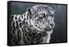 Snow Leopard-Jeremy Paul-Framed Stretched Canvas