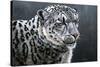 Snow Leopard-Jeremy Paul-Stretched Canvas