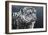 Snow Leopard-Jeremy Paul-Framed Giclee Print