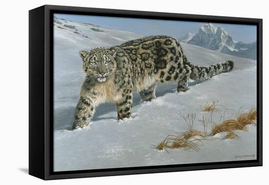Snow Leopard-Harro Maass-Framed Stretched Canvas