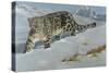 Snow Leopard-Harro Maass-Stretched Canvas