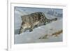 Snow Leopard-Harro Maass-Framed Giclee Print