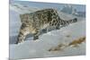 Snow Leopard-Harro Maass-Mounted Giclee Print