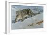 Snow Leopard-Harro Maass-Framed Giclee Print