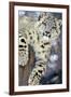 Snow Leopard-Lantern Press-Framed Art Print