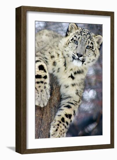 Snow Leopard-Lantern Press-Framed Art Print