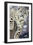 Snow Leopard-Lantern Press-Framed Art Print