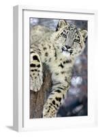 Snow Leopard-Lantern Press-Framed Art Print