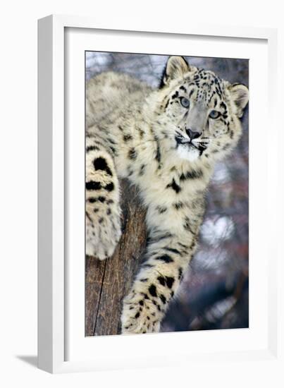 Snow Leopard-Lantern Press-Framed Art Print