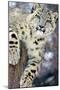 Snow Leopard-Lantern Press-Mounted Art Print