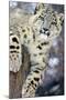 Snow Leopard-Lantern Press-Mounted Art Print