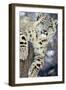 Snow Leopard-Lantern Press-Framed Premium Giclee Print