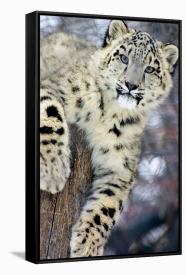 Snow Leopard-Lantern Press-Framed Stretched Canvas