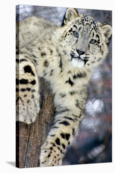 Snow Leopard-Lantern Press-Stretched Canvas