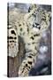 Snow Leopard-Lantern Press-Stretched Canvas