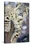 Snow Leopard-Lantern Press-Stretched Canvas