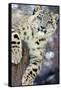 Snow Leopard-Lantern Press-Framed Stretched Canvas