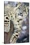 Snow Leopard-Lantern Press-Stretched Canvas