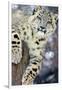 Snow Leopard-Lantern Press-Framed Premium Giclee Print