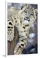 Snow Leopard-Lantern Press-Framed Art Print