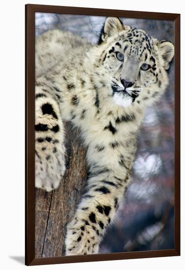 Snow Leopard-Lantern Press-Framed Art Print