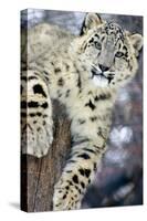 Snow Leopard-Lantern Press-Stretched Canvas